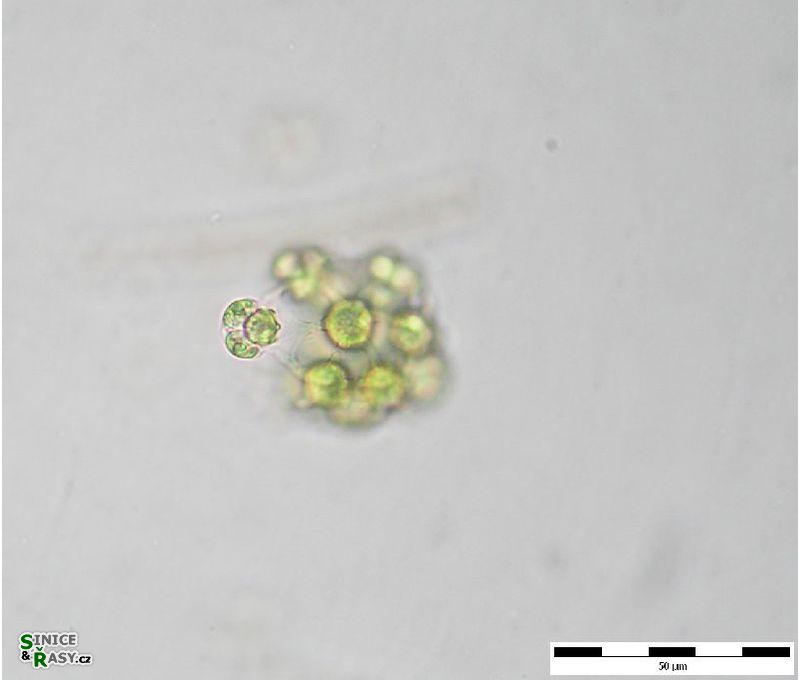 Hariotina reticulata 