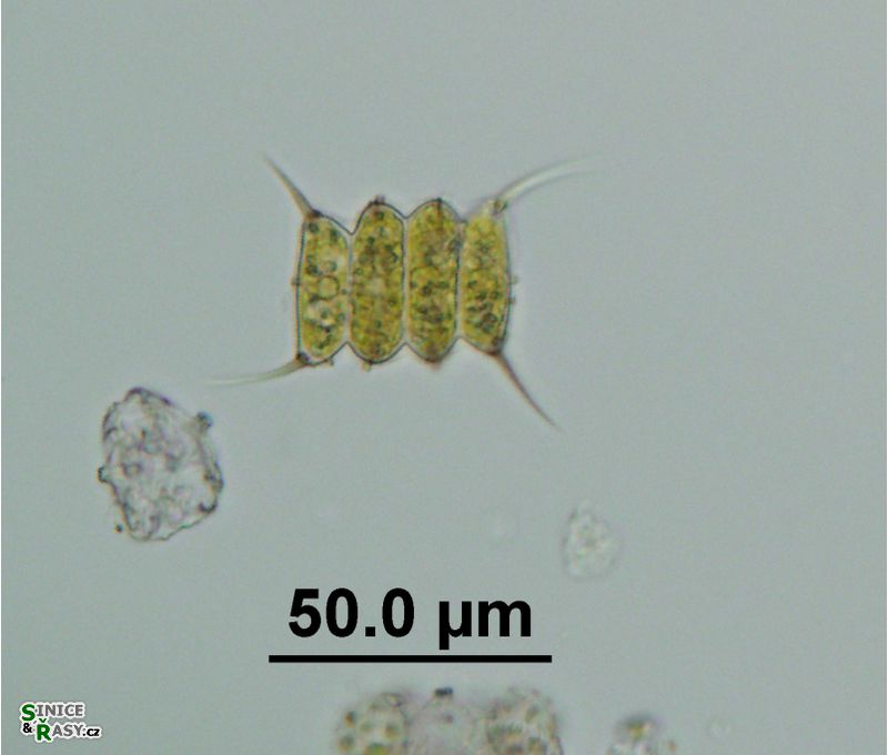 Desmodesmus velitaris