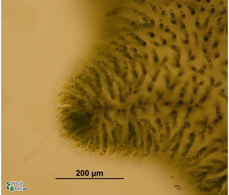 Chaetophora lobata