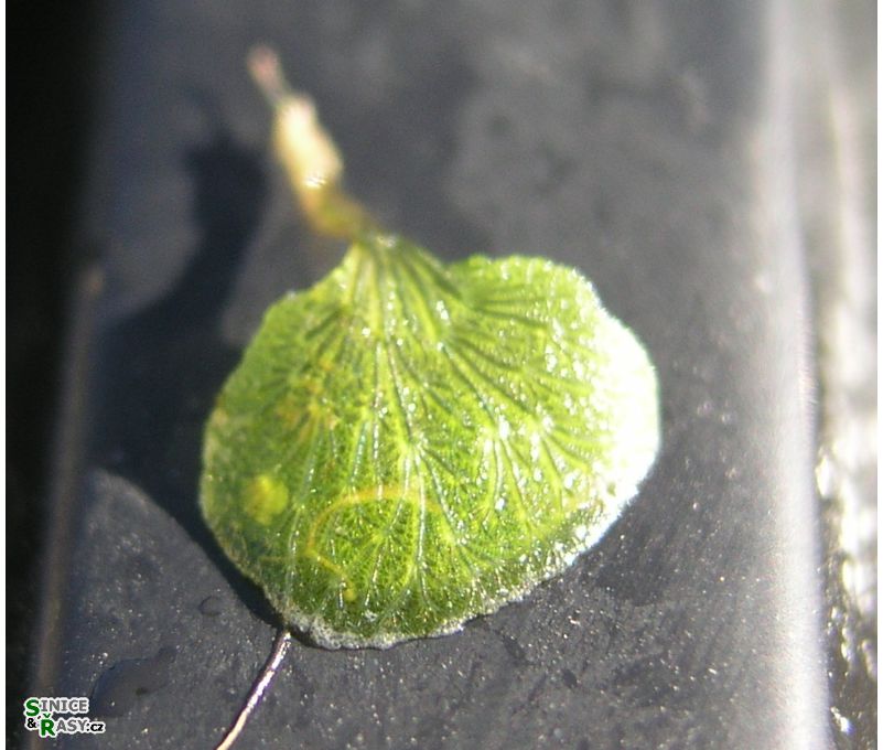 Anadyomene stellata