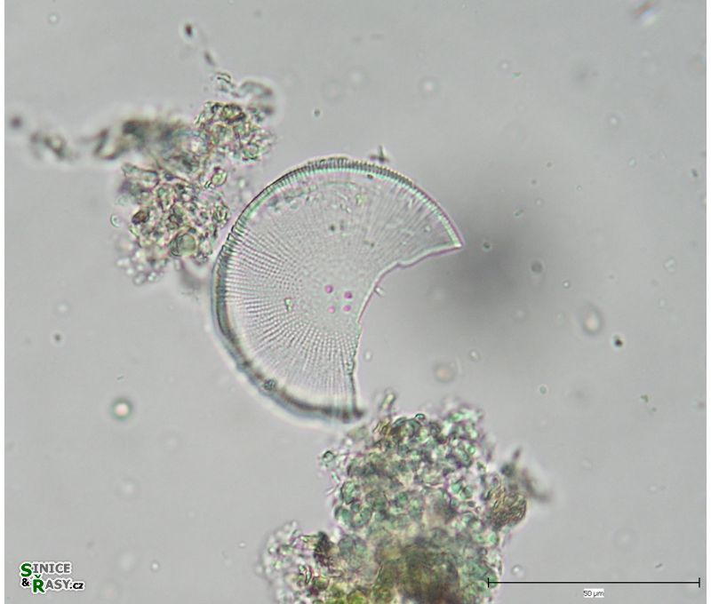 Orthoseira roeseana