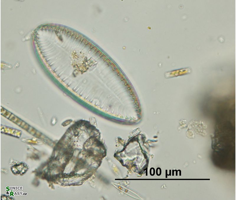 Surirella tenera