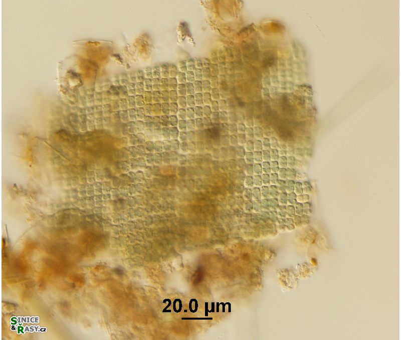 Microcrocis geminata
