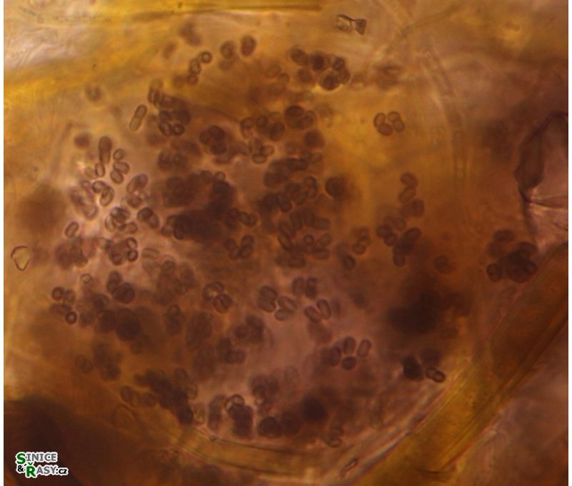 Aphanothece atrocrustacea