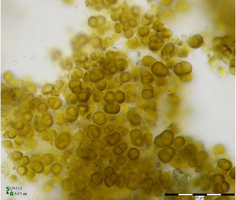 Gloeocapsopsis sp. 