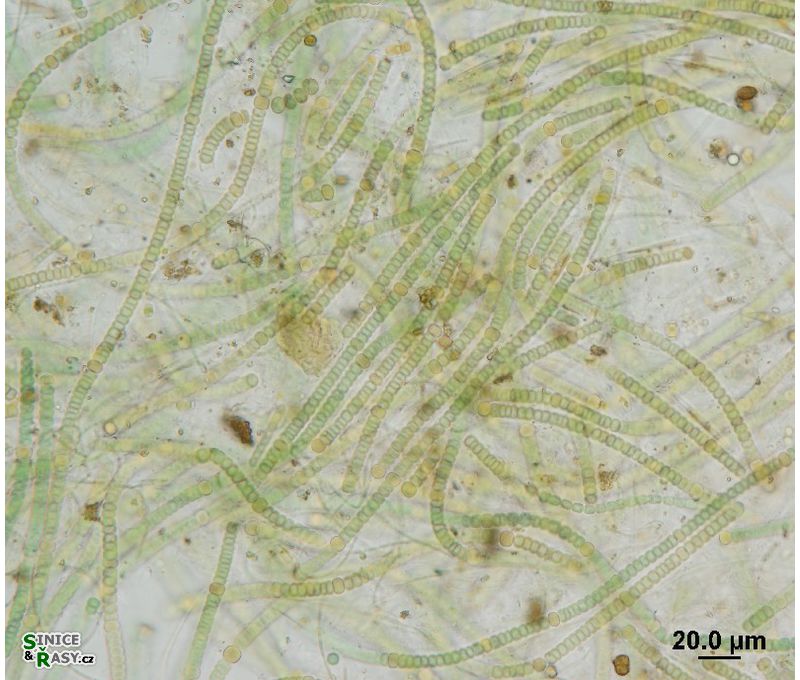 Nodularia harveyana