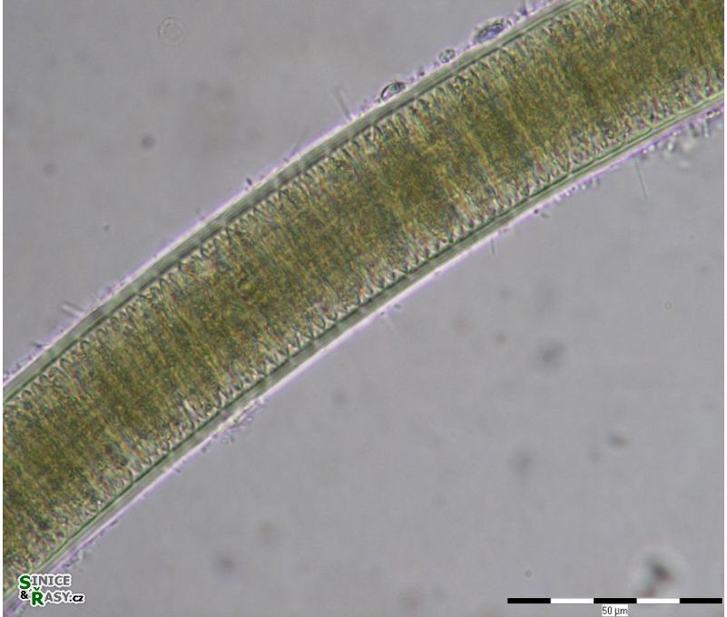 Lyngbya aestuarii