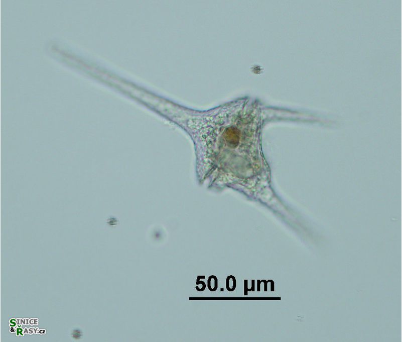 Ceratium hirundinella