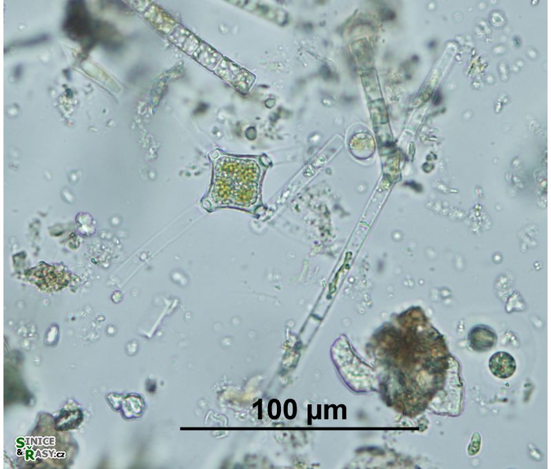 Mougeotia viridis