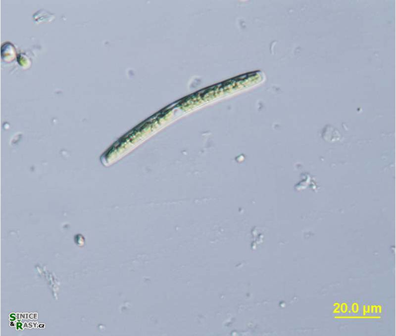Roya obtusa