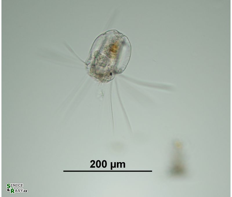 Polyarthra dolichoptera