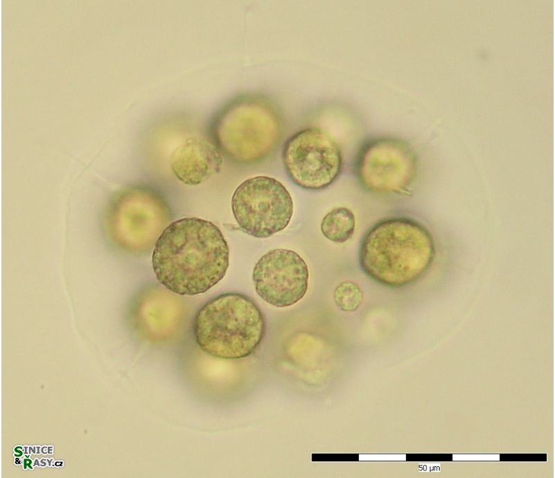 Eudorina illinoisensis