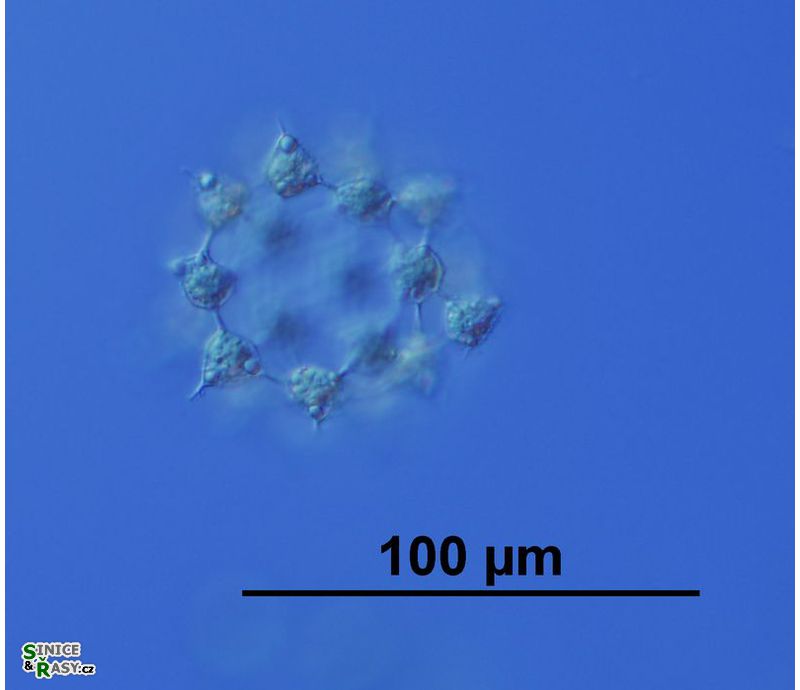 Ducellieria chodatii