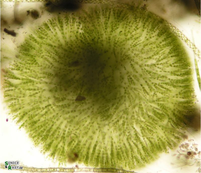 Chaetophora