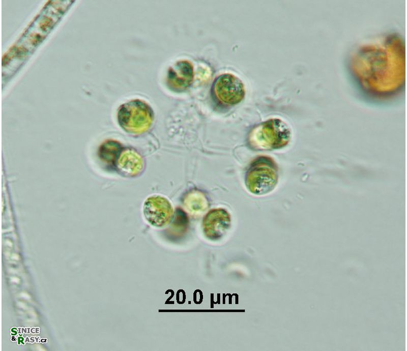 Mucidosphaerium pulchellum