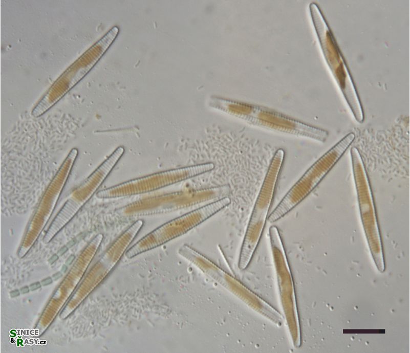 Fragilaria sp.