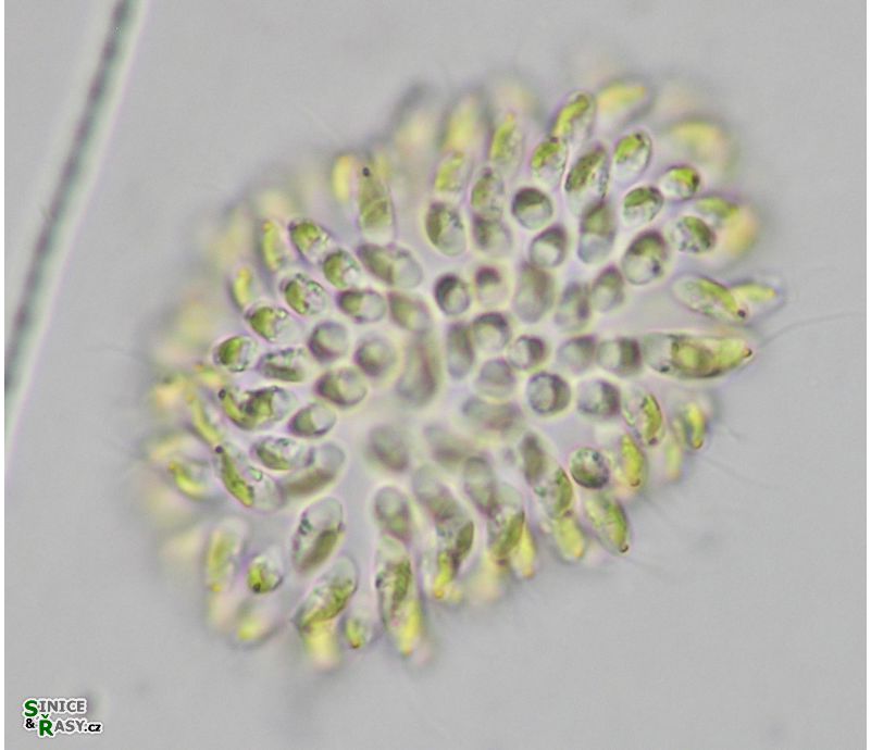 Uroglena volvox
