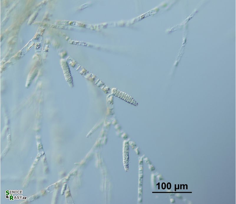 Ectocarpus siliculosus