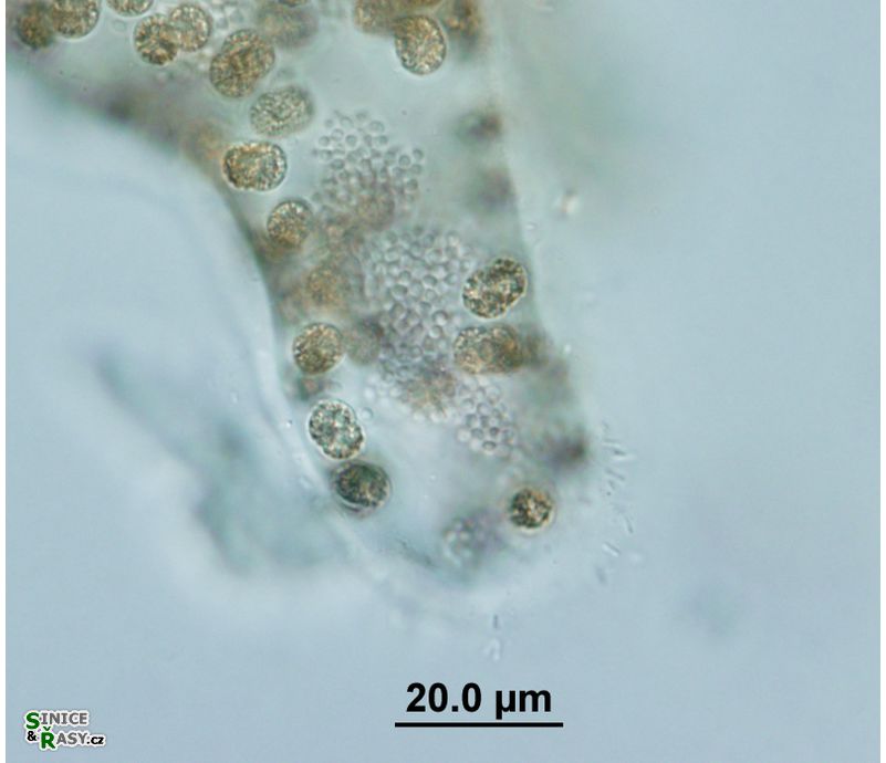 Aphanocapsa parasitica