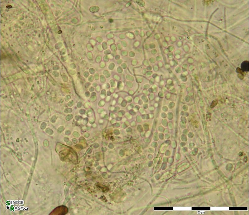 Chlorogloea gardneri