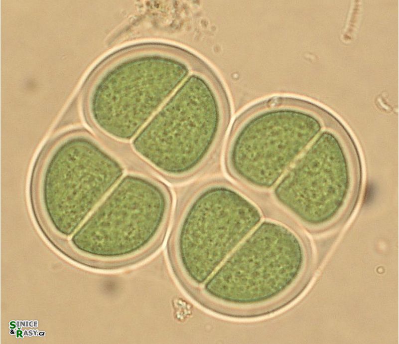 Chroococcus turgidus