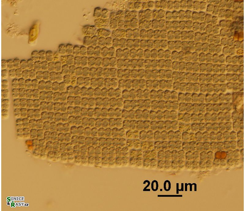 Microcrocis geminata