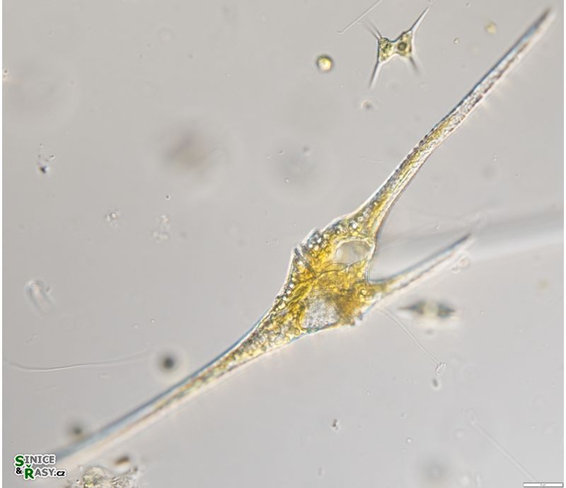 Ceratium_furcoides