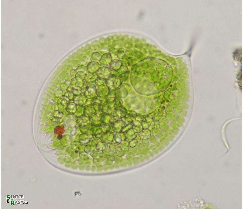 Phacus orbicularis