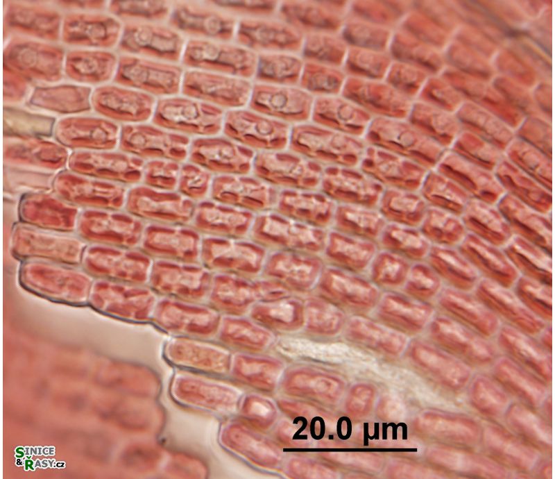 Hildenbrandia rivularis