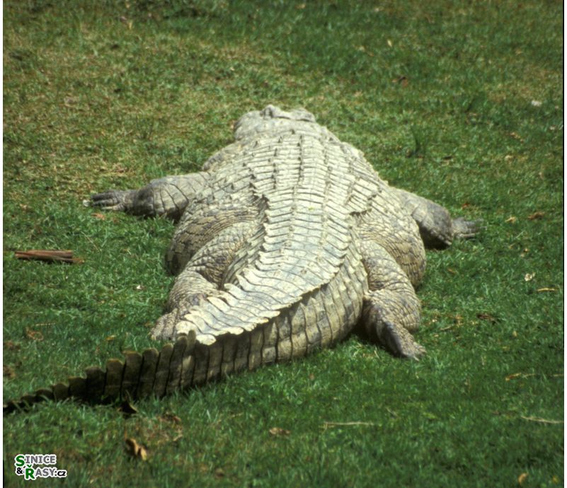 Crocodylus niloticus
