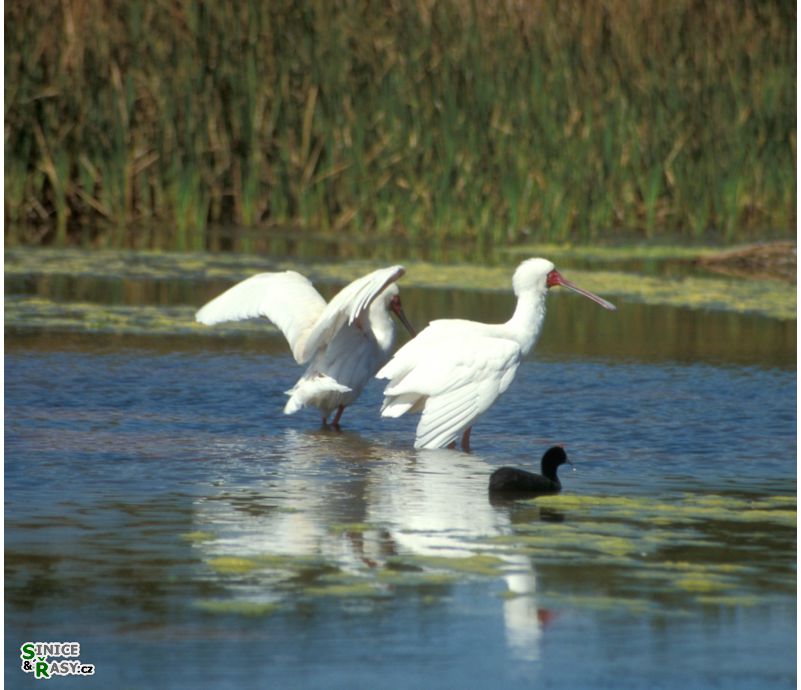 Platalea alba