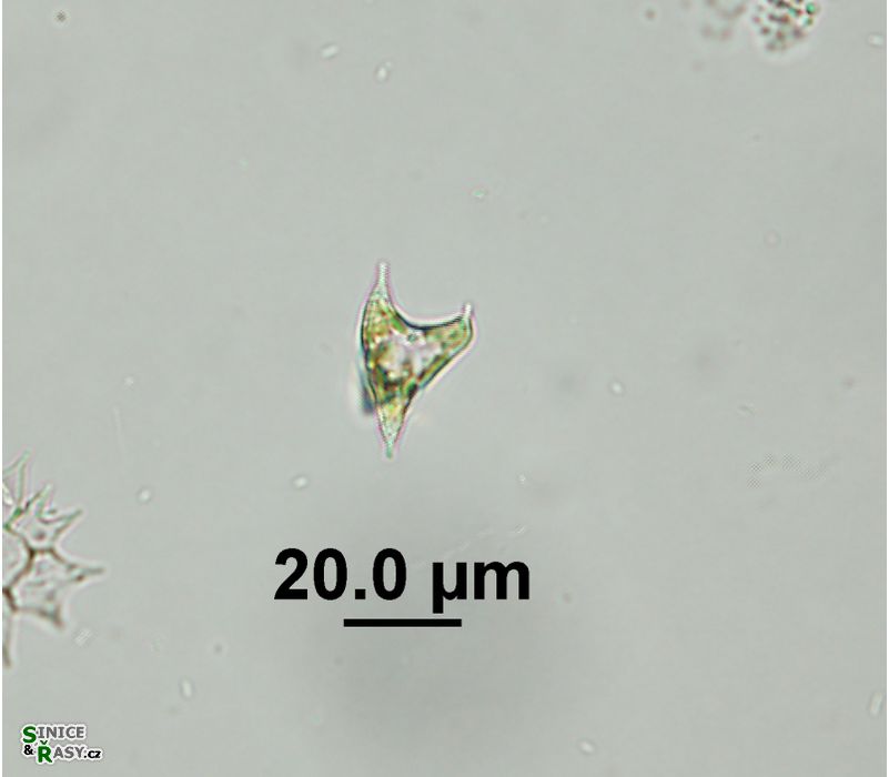 Chlorotetraedron incus