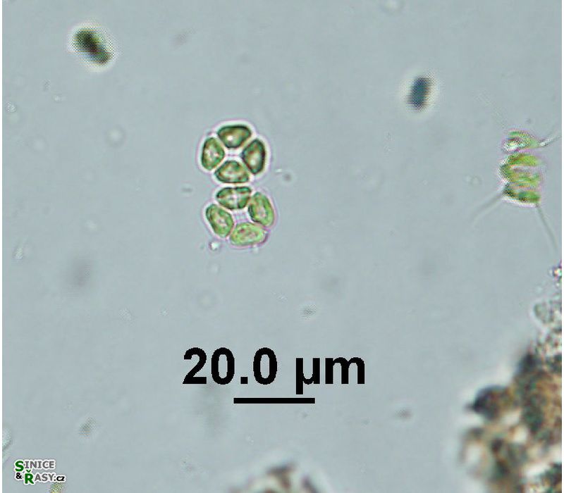 Crucigenia fenestrata