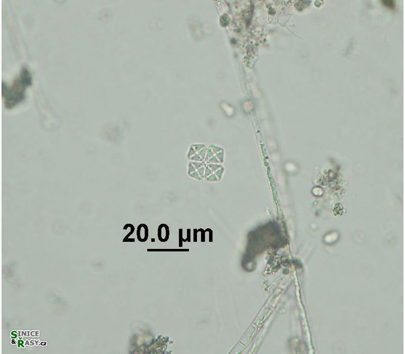 Crucigenia tetrapedia