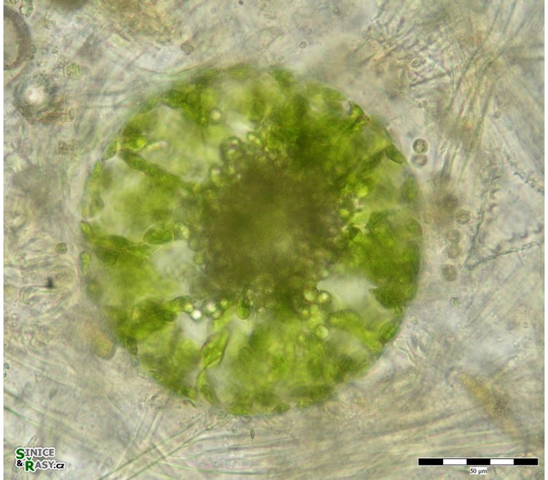 Eremosphaera viridis