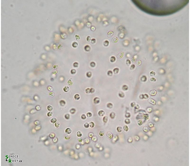 Uroglena