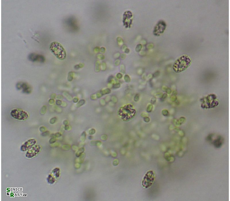 Anathece endophytica