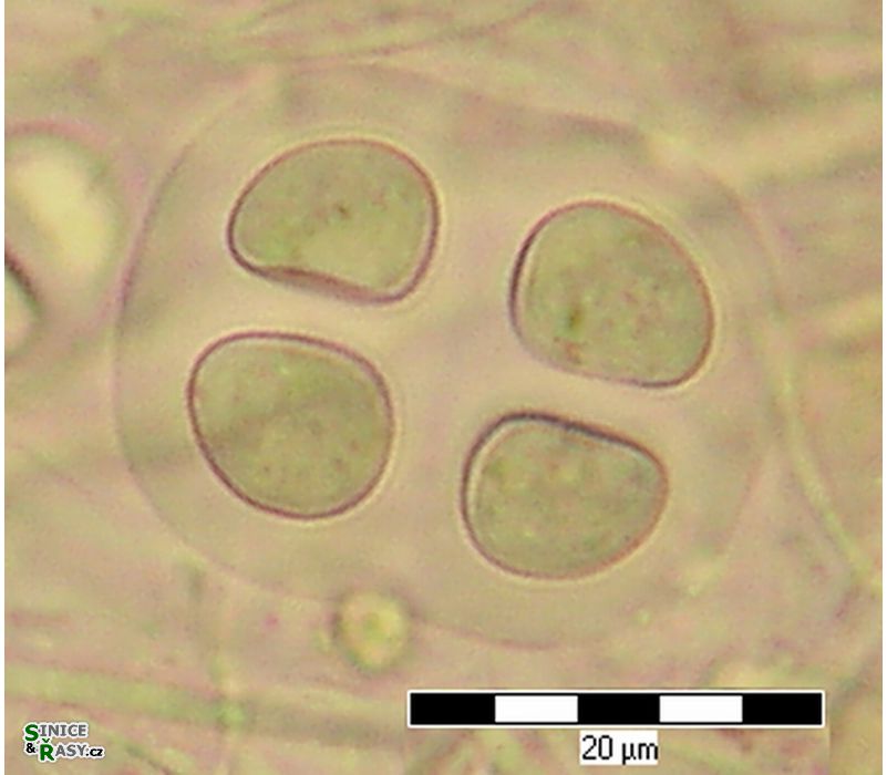 Chroococcus mipitanensis
