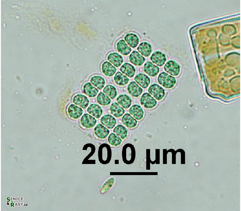 Merismopedia sphagnicola
