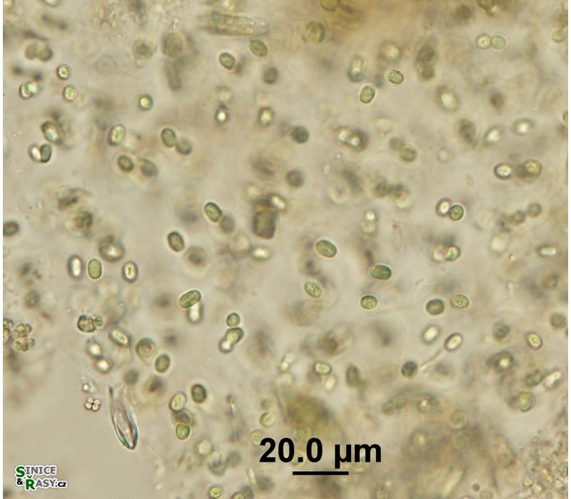Aphanothece microscopica