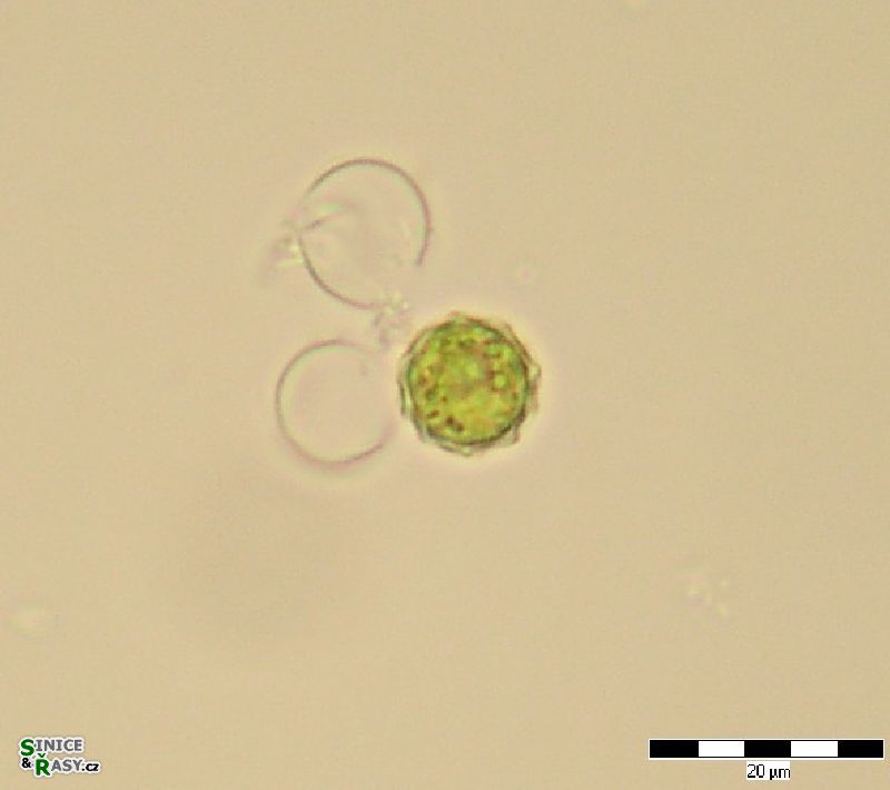 Chlamydomonas sp.