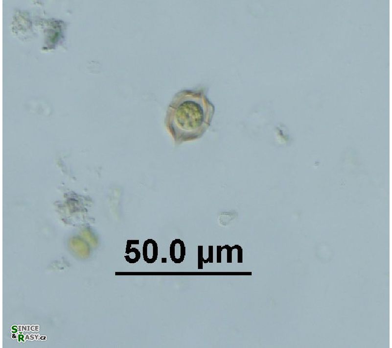 Desmatractum bipyramidatum