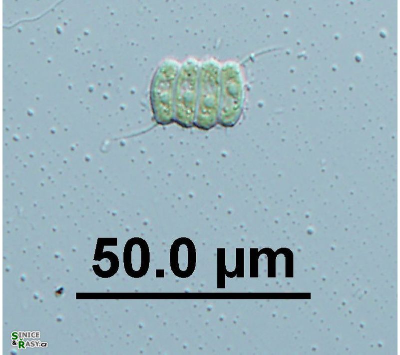 Desmodesmus bicaudatus