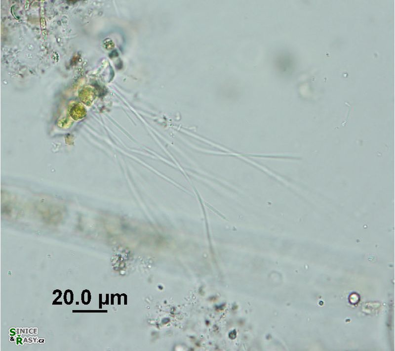Aphanochaete repens