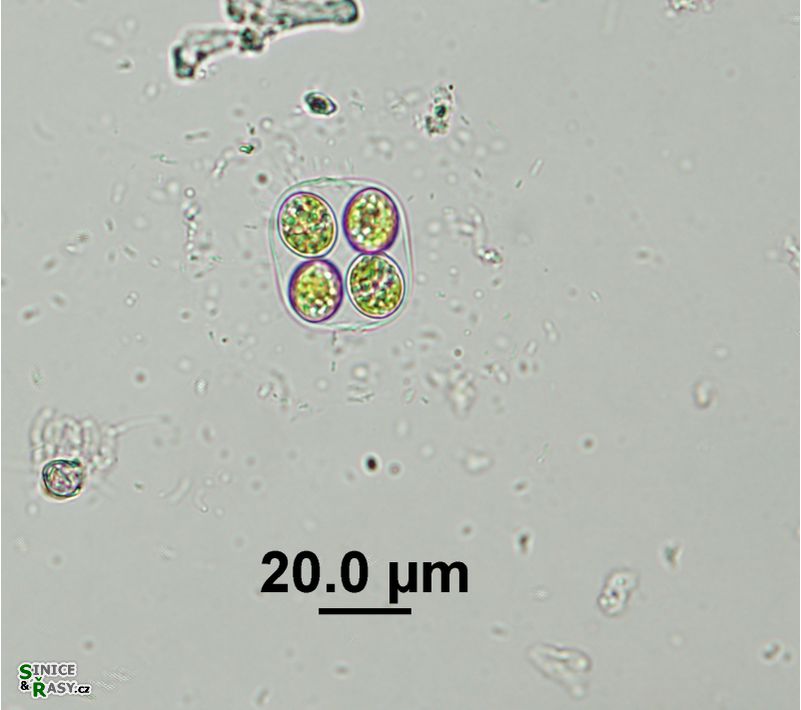 Oocystis marssonii