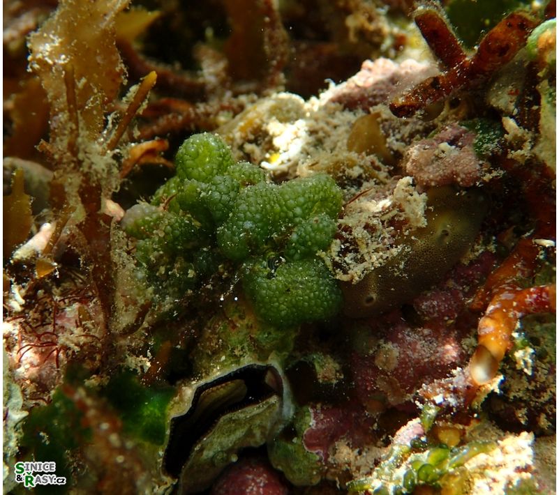 Dictyosphaeria cavernosa