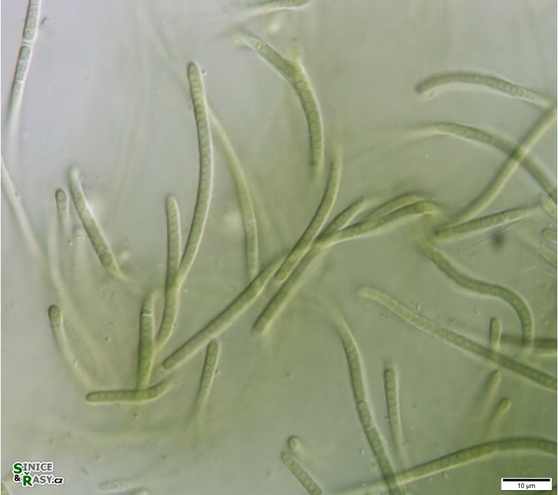 cf. Phormidesmis 