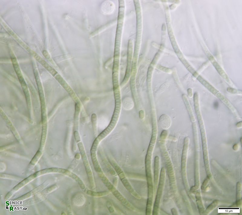 cf. Phormidesmis 