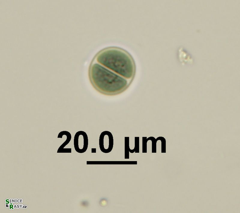 Chroococcus pulcherrimus