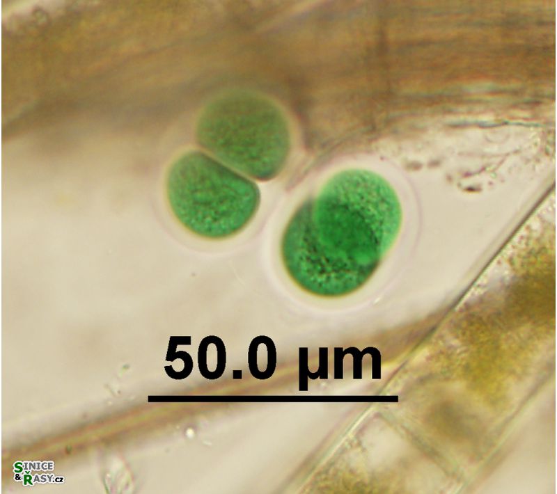 Chroococcus subnudus